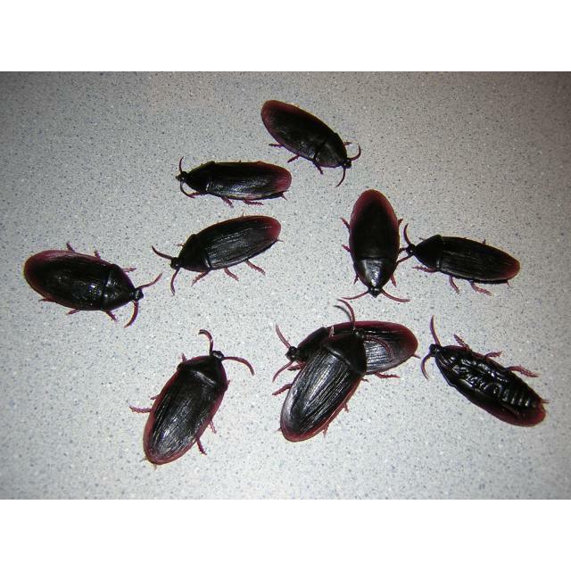 Fake Cockroaches (per 10)